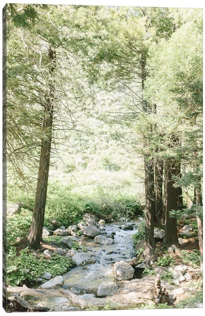 Forest, Big Sur, California Canvas Art Print - Take a Hike