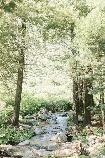 Big Sur: Forest, Big Sur, California by lovelylittlehomeco