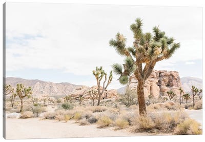 Joshua Tree, Mohave Desert Canvas Art Print - Scenic & Nature Photography