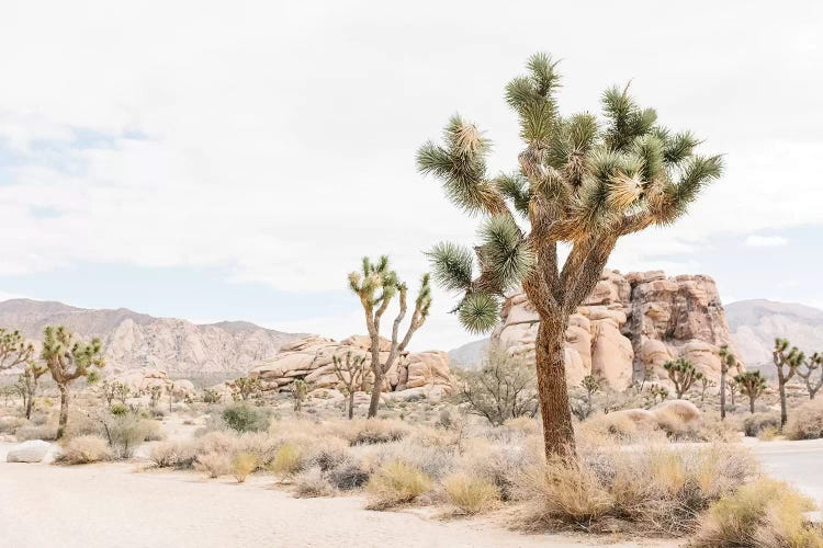 Joshua Tree, Mohave Desert