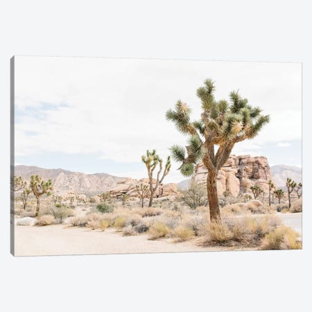 Joshua Tree, Mohave Desert Canvas Print #LLH71} by lovelylittlehomeco Canvas Print