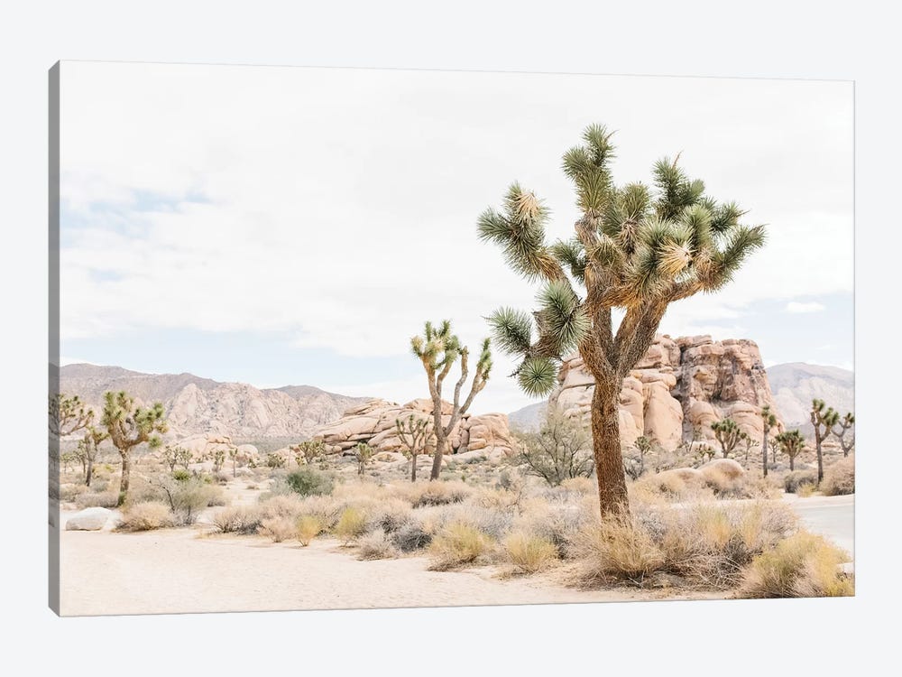 Joshua Tree, Mohave Desert by lovelylittlehomeco 1-piece Canvas Wall Art