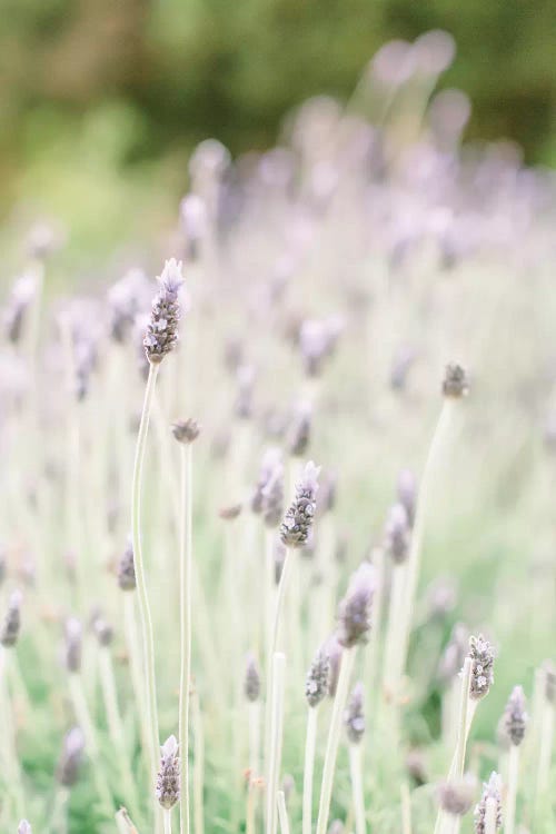 Lavendar, Barcelona, Spain