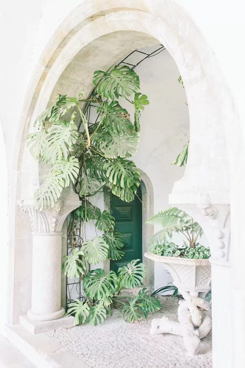 Monstera Leaf Plant, Portugal