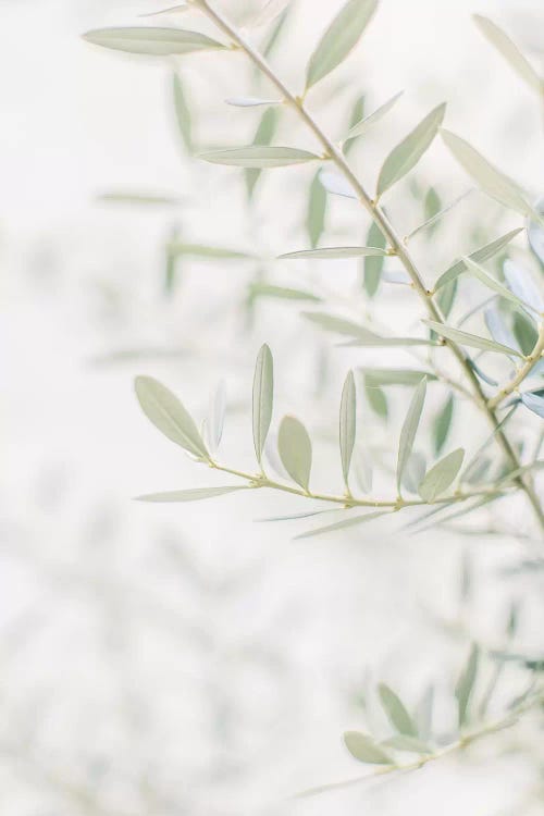 Olive Tree Closeup, Florence, Italy