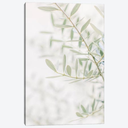 Olive Tree Closeup, Florence, Italy Canvas Print #LLH87} by lovelylittlehomeco Canvas Print