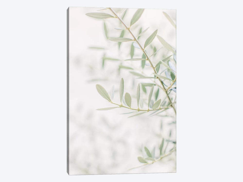 Olive Tree Closeup, Florence, Italy by lovelylittlehomeco 1-piece Canvas Art Print