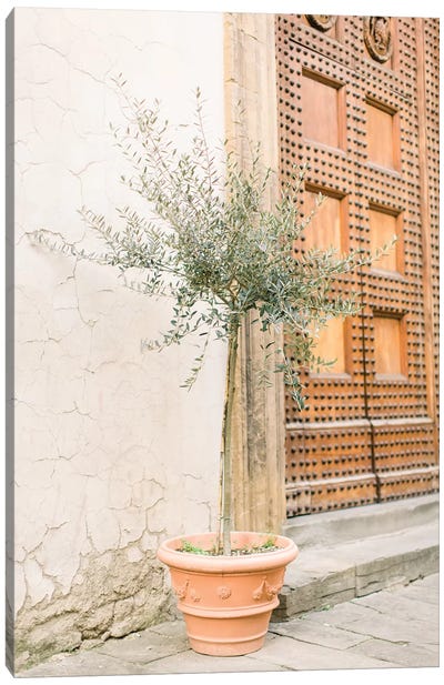 Olive Tree, Florence, Italy Canvas Art Print - Florence