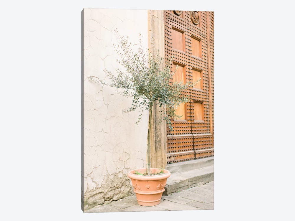 Olive Tree, Florence, Italy by lovelylittlehomeco 1-piece Canvas Artwork