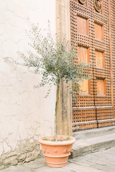 2026 | Cloud Dancer: Olive Tree, Florence, Italy by lovelylittlehomeco