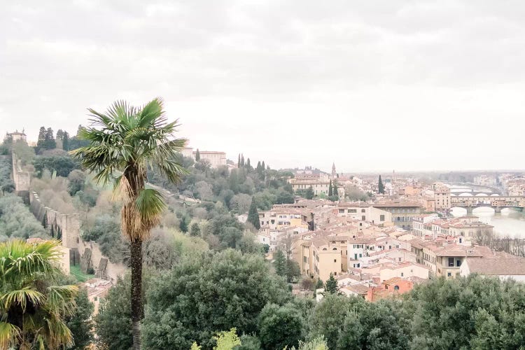 Palm Tree, Tuscany, Italy