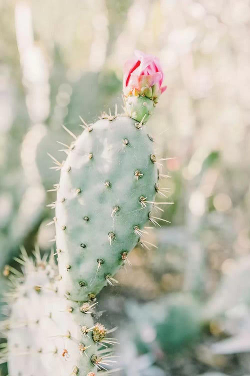 Prickly Pear Flower, Tuscon, Arizona