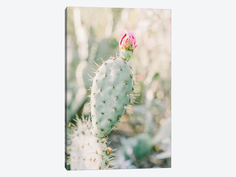 Prickly Pear Flower, Tuscon, Arizona by lovelylittlehomeco 1-piece Art Print