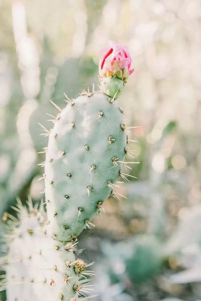 Cacti: Prickly Pear Flower, Tuscon, Arizona by lovelylittlehomeco