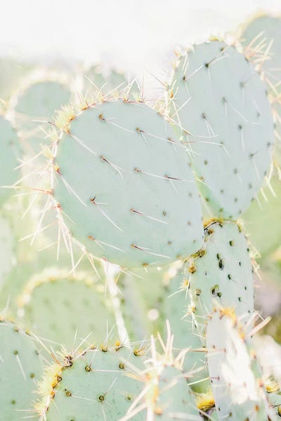 Tucson: Prickly Pear I, Tuscon, Arizona by lovelylittlehomeco