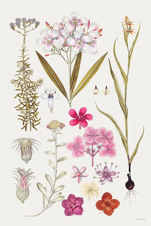 Vintage Bloom Study