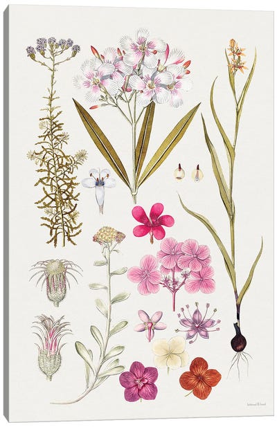 Vintage Bloom Study Canvas Art Print - lettered & lined