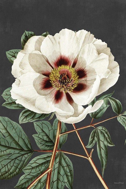 Vintage Rose by lettered & lined wall art