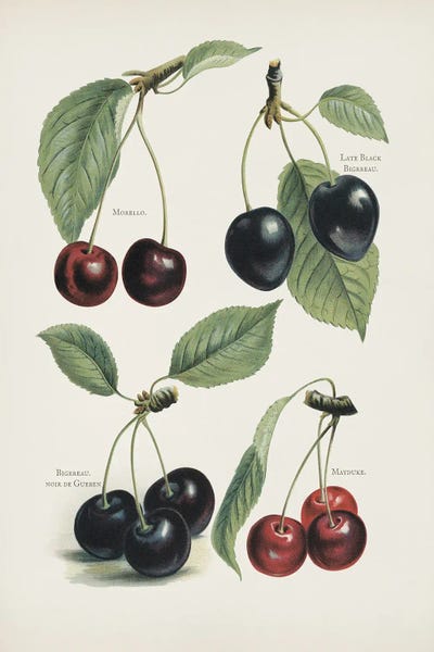 lettered & lined - Framed Fine Art Prints: Vintage Fruit Print - Cherries by lettered & lined