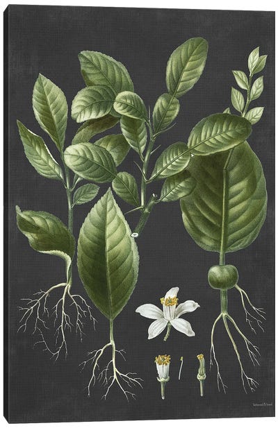 Citrus Botanical Canvas Art Print - lettered & lined