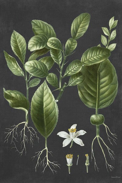 Lemons & Limes: Citrus Botanical by lettered & lined