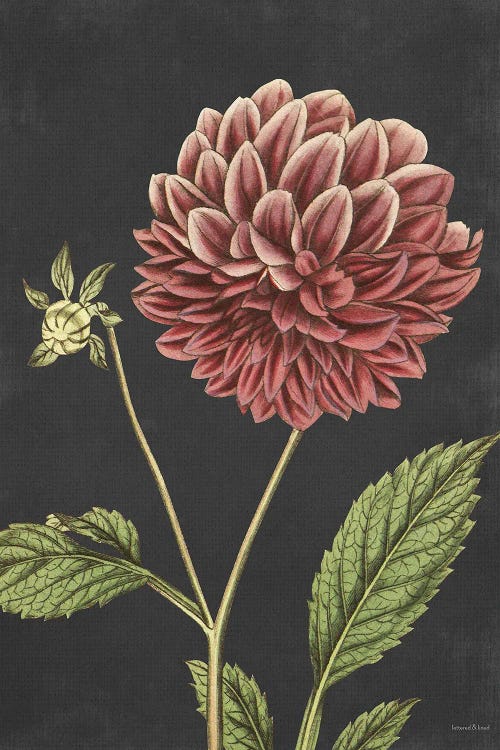 Dahlia