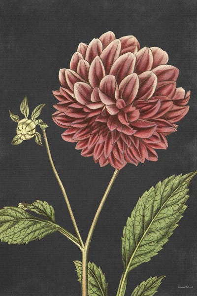 Dahlias: Dahlia by lettered & lined
