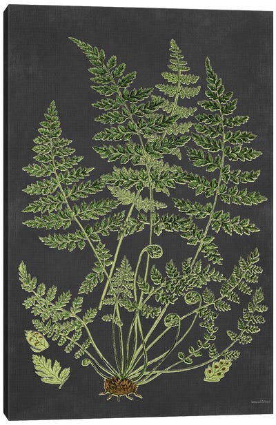 Fern Study Canvas Art Print - lettered & lined