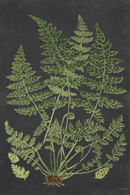 Fern Study