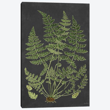 Fern Study Canvas Print #LLI67} by lettered & lined Canvas Art