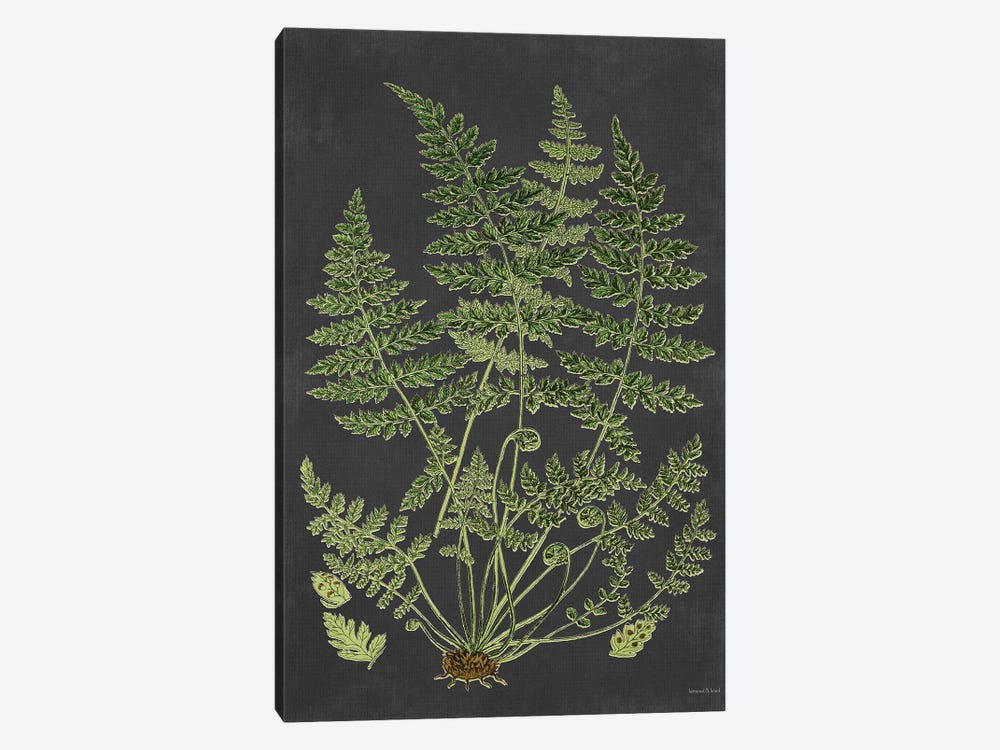 Fern Study by lettered & lined 1-piece Canvas Wall Art