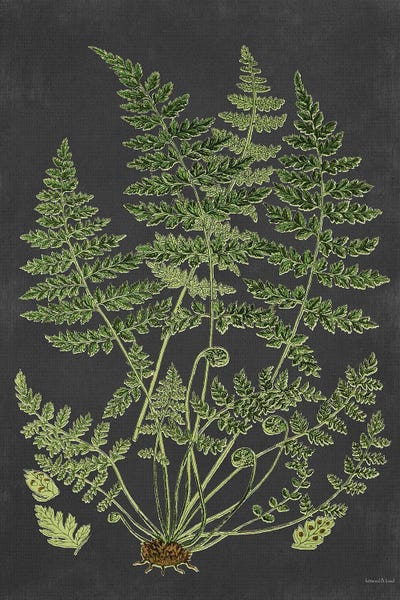 Ferns: Fern Study by lettered & lined