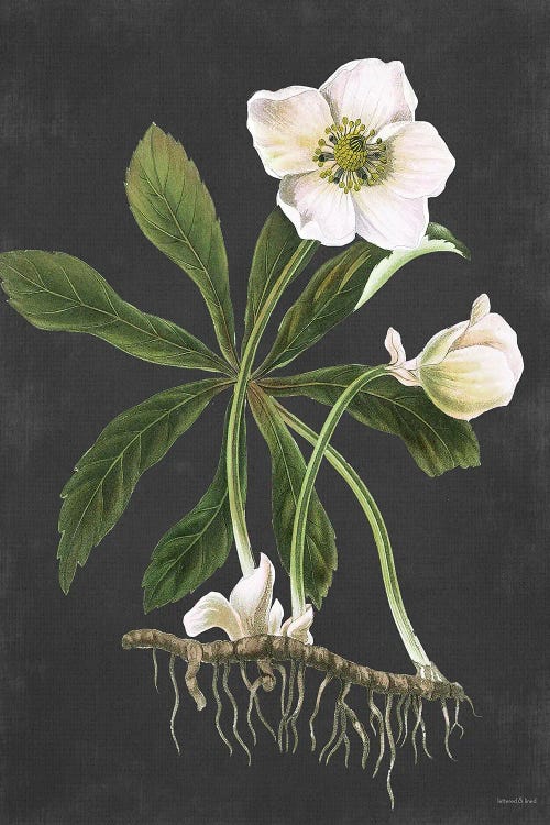 Hellebore