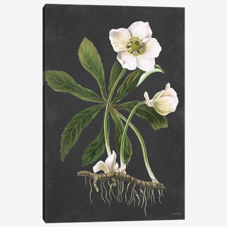 Hellebore Canvas Print #LLI75} by lettered & lined Art Print