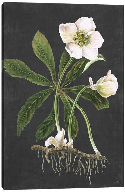 Hellebore Canvas Art Print - lettered & lined