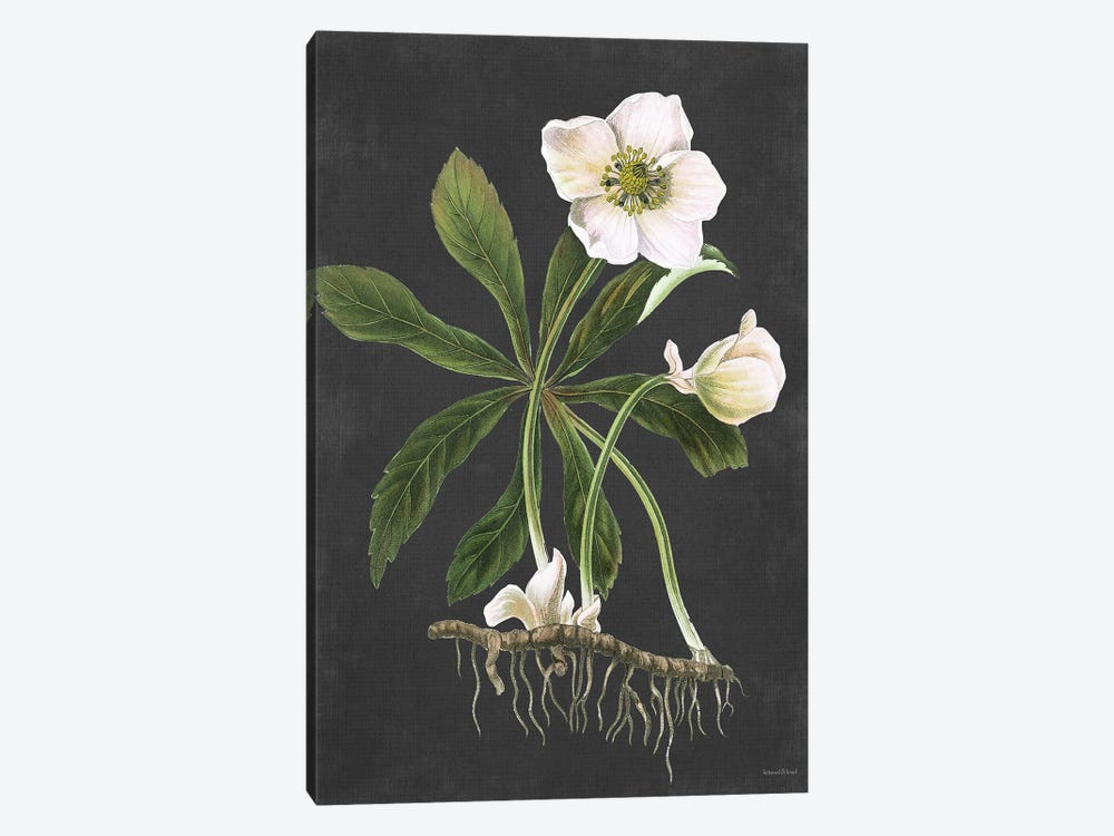 Hellebore by lettered & lined 1-piece Art Print