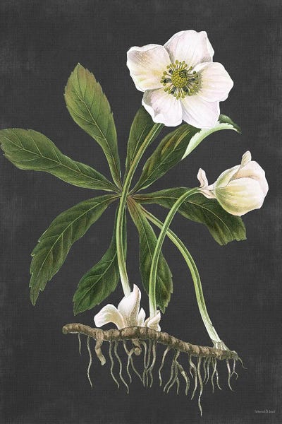 Modern Farmhouse Décor: Hellebore by lettered & lined