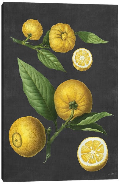 Lemon Citrus Canvas Art Print - lettered & lined