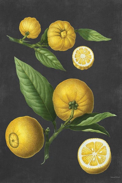Vintage Botanical Illustrations: Lemon Citrus by lettered & lined