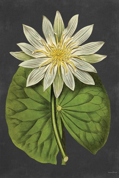 Water Lilies: Lily by lettered & lined