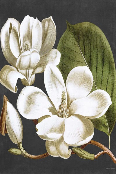 Magnolia