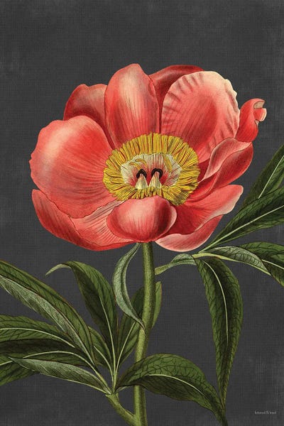 Peony by lettered & lined canvas print