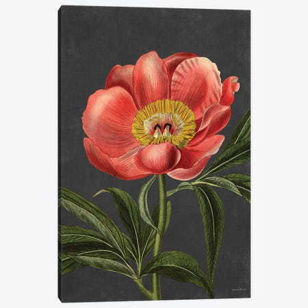 Peony Canvas Print #LLI90} by lettered & lined Canvas Wall Art
