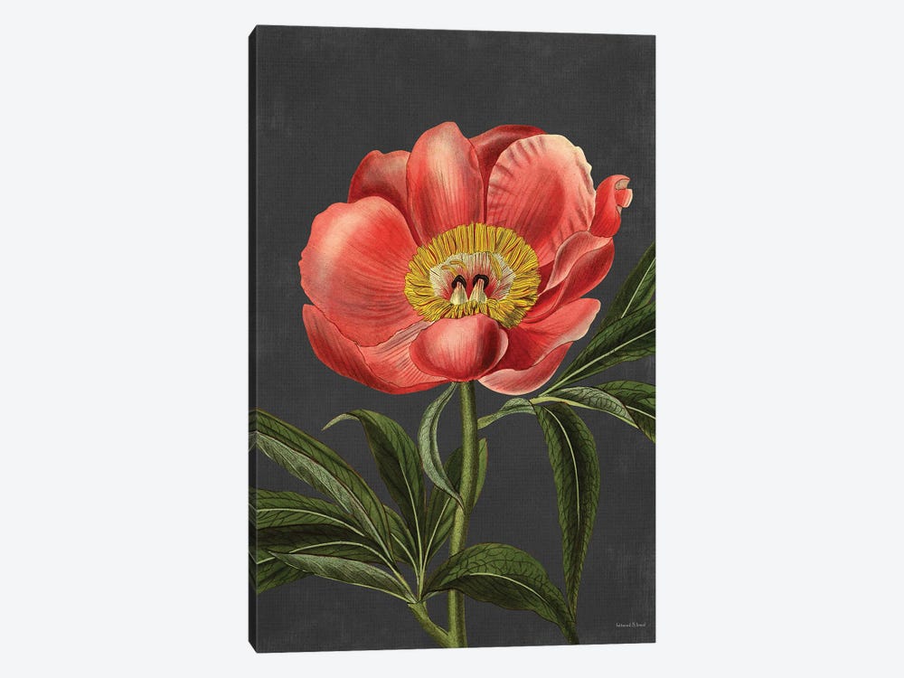 Peony by lettered & lined 1-piece Canvas Art