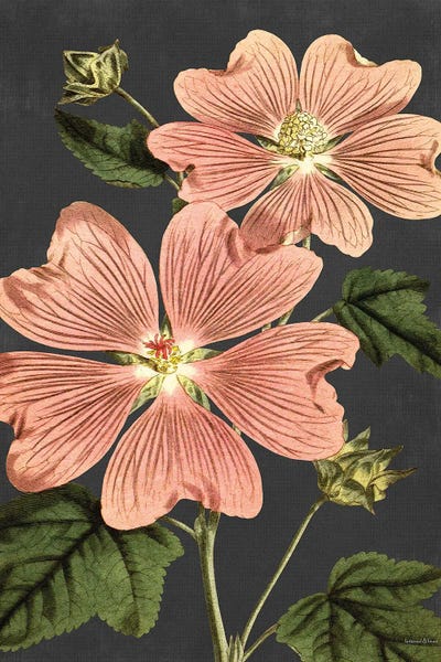 Pink Anemone by lettered & lined canvas print