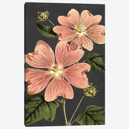 Pink Anemone Canvas Print #LLI91} by lettered & lined Canvas Artwork