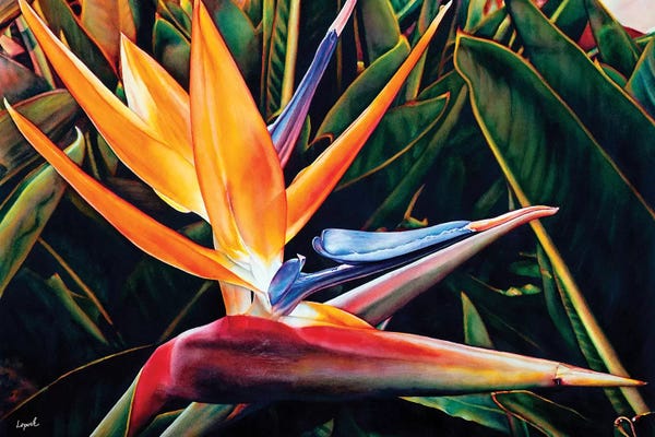 Birds Of Paradise: Weekend Catalina by Lisa Lopuck