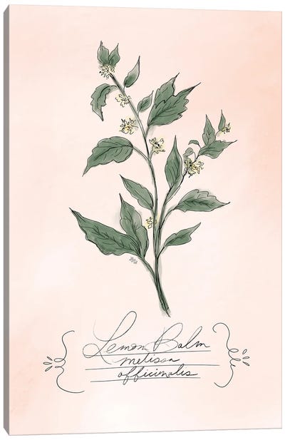 Lemonbalm Canvas Art Print - Herb Art