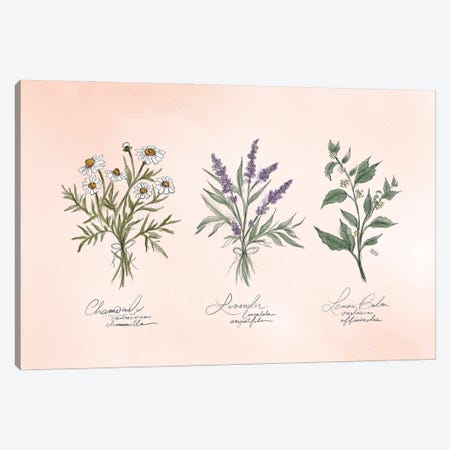 Calming Herbs Canvas Print #LLV37} by Lily & Val Canvas Art
