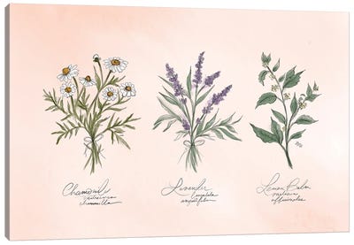 Calming Herbs Canvas Art Print - Lavender Art